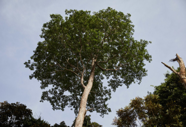 La Présidente de l’ATIBT rejoint l’Advisory Committee on Sustainable Forest-based Industries