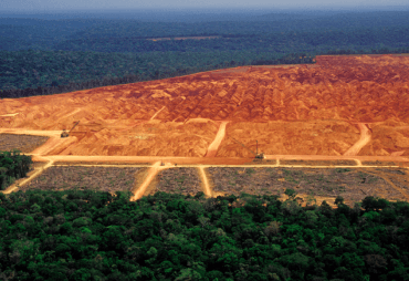 Analyse - Le projet européen de lutte contre la déforestation importée : les limites d'une approche indifférenciée