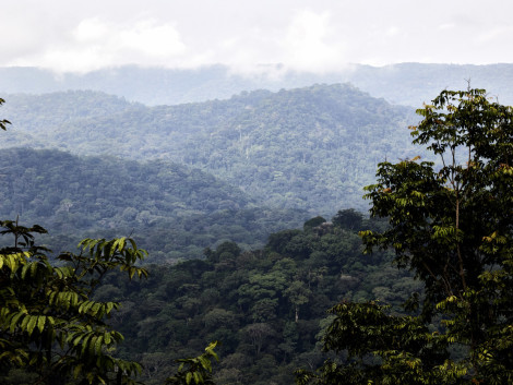 LKTS : vers une stratégie 2030  Un modèle forestier plus diversifié et durable