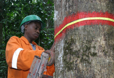 Asynchrononous carbon sink saturation in African and Amazonian tropical forest