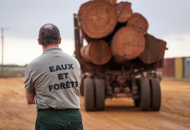 Log export ban: CEMAC postpones entry into force to 2023