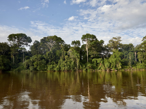 COP28: putting tropical forests at the heart of climate solutions