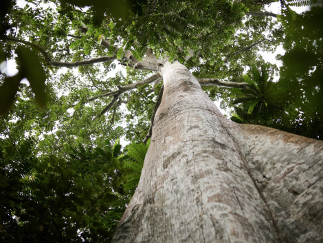 Biodiversity certificates: an opportunity for tropical forests?