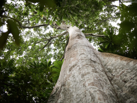 Les certificats biodiversité : une opportunité pour les forêts tropicales ?