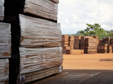 République du Congo et filière bois : réussir l'avenir des forêts ensemble