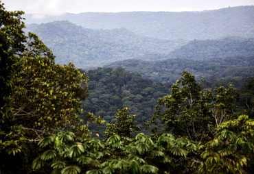 Les scientifiques du CIFOR-ICRAF mettent en garde contre l'abandon des compensations du carbone forestier