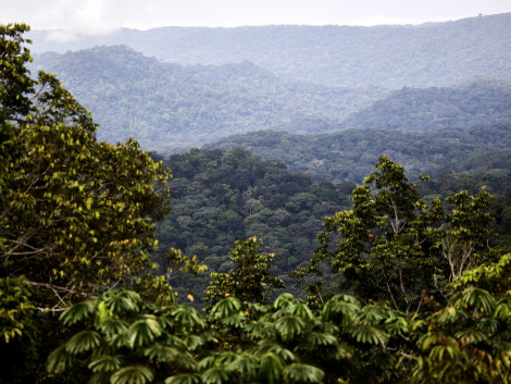 Les scientifiques du CIFOR-ICRAF mettent en garde contre l'abandon des compensations du carbone forestier