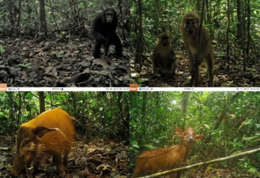 Les concessions forestières certifiées peuvent jouer un rôle complémentaire aux aires protégées dans la mise en œuvre des stratégies de conservation