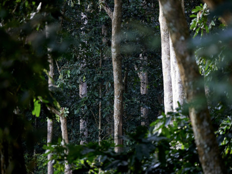 10 million hectares to be certified as sustainably managed in the Congo Basin by 2025