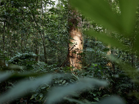 Sorbonne conference on forest protection