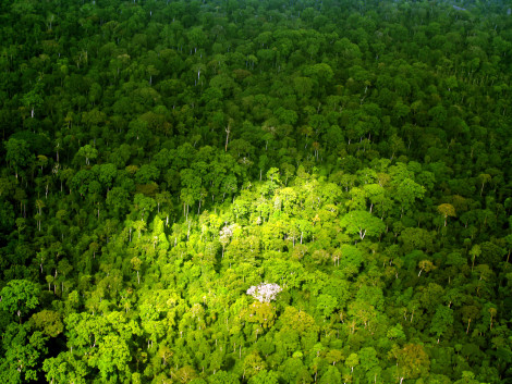 Communiqué de presse : La gestion durable des forêts, solution contre la déforestation