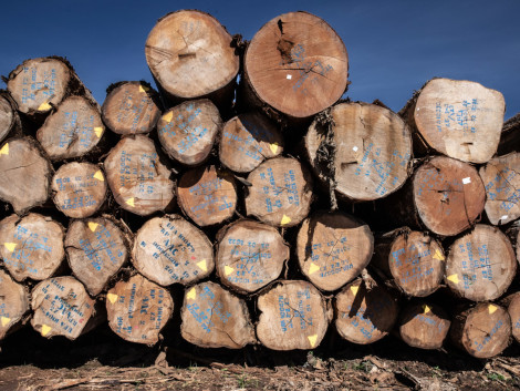 Un nouveau projet pour améliorer l’identification des bois