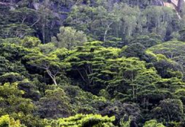 9,200 tree species still unknown on Earth