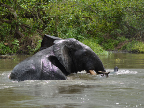 Summary of the 74th meeting of the CITES Standing Committee