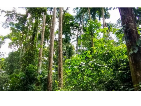 Entry into force of FSC national standards in 3 Congo Basin countries