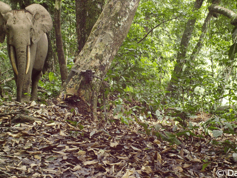 FauneFAC, the methodological and original toolbox for setting up photo-trap inventories in Central Africa