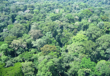 Entreprises forestières et agroforesterie