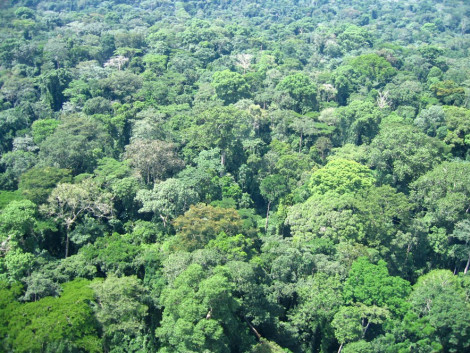 Entreprises forestières et agroforesterie