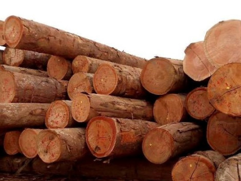 Gabon has doubled its wood production in 10 years