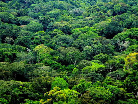 Gabon rewarded for its efforts to protect its forests