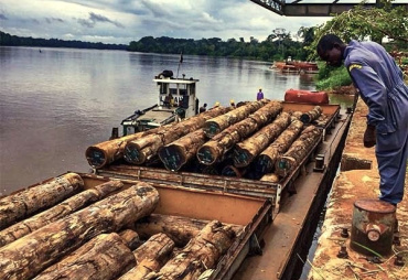 Une lettre du MINFOF fournit des informations concernant l’arrêt de l’exportation des grumes au Cameroun