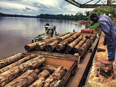 Une lettre du MINFOF fournit des informations concernant l’arrêt de l’exportation des grumes au Cameroun