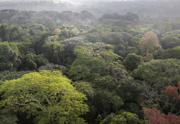 Les Paysages Forestiers Intacts (IFL) au cœur des discussions de la prochaine AG FSC à Bali