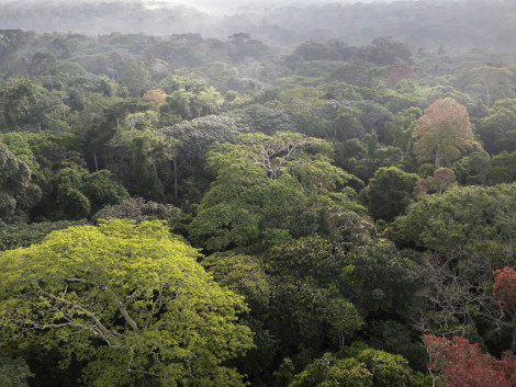 Intact Forest Landscapes (IFL) to be discussed at upcoming FSC GA in Bali