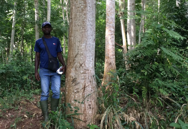 ATIBT technical data sheet : quality of plantation species for timber use