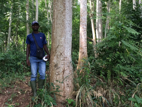 Fiche technique ATIBT : qualité des essences de plantation pour une utilisation en bois d’œuvre