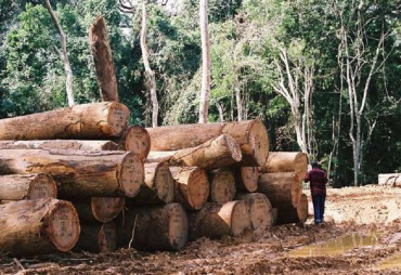 UFIGA publishes a study of sustainable forest management certification systems available in Gabon (FSC and PAFC Gabon)