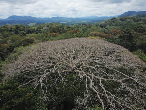 Des forêts d’Afrique centrale menacées par les changements planétaires