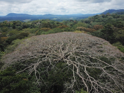 Central African forests vulnerable to global change