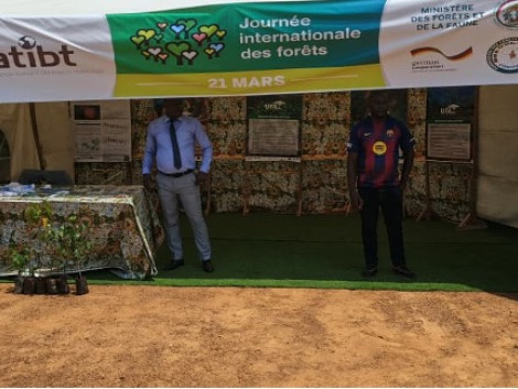 L’ATIBT Cameroun mobilisée pour la Journée internationale des forêts 2026