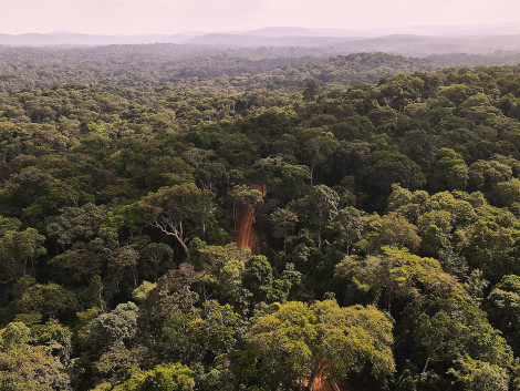 A look back on the thematic day " Restoration of forest landscapes : stakes and operationality "