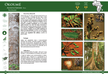 Les arbres d’Afrique centrale : un nouvel ouvrage pour le secteur forestier en cours de rédaction