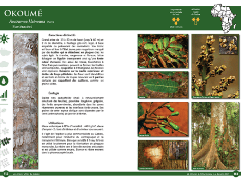 Les arbres d’Afrique centrale : un nouvel ouvrage pour le secteur forestier en cours de rédaction