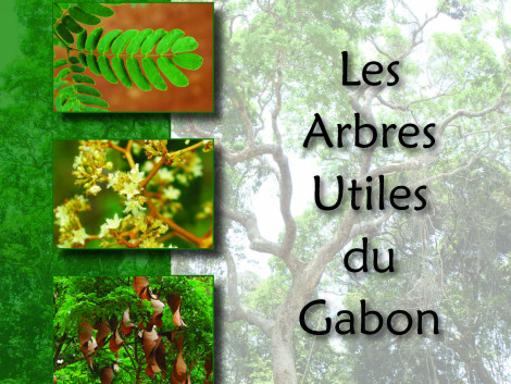Pour un nouveau "Guide sur les arbres d’Afrique Centrale"