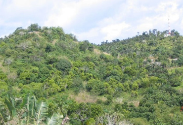 Palabres autour des arbres : des discours sur leur intelligence aux dérives de l’anthropomorphisme