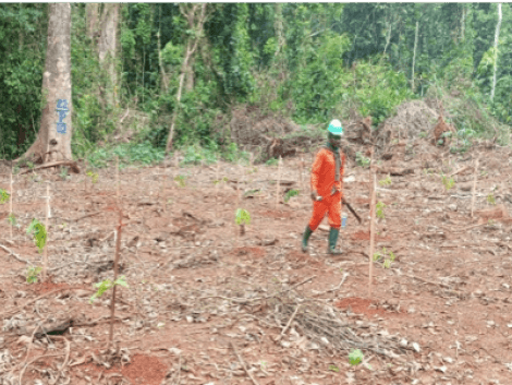 Projet UFA-REFOREST : les premières plantations ont eu lieu !