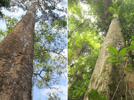 Interdiction d'exploitation d'essences de bois par la CITES : Les scientifiques plaident pour de meilleures évaluations et la prise en compte de la gestion durable