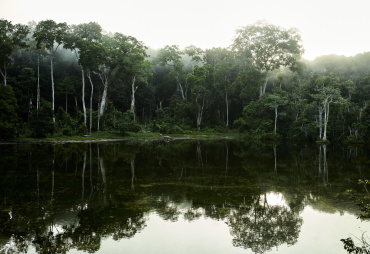 Consommer « zéro déforestation » en Europe : la menace d’effets contre-productifs en Afrique centrale