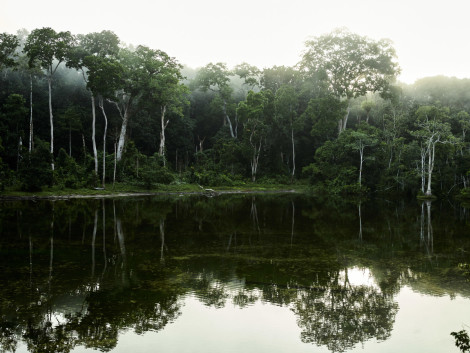 Consommer « zéro déforestation » en Europe : la menace d’effets contre-productifs en Afrique centrale