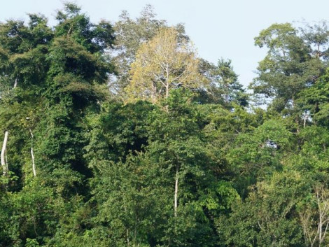 The surprising speed of regeneration of tropical forests in Ivory Coast