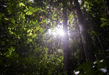 L’ATIBT a organisé un side-event lors de la 26ème session du Comité pour les plantes de la CITES, à Genève, Suisse