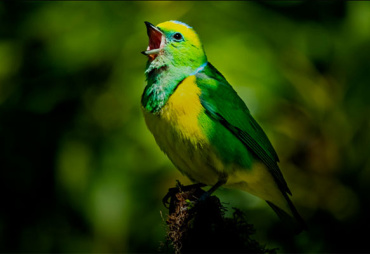 Sounds of a Tropical Forest : Immerse yourself in the sounds that fill a tropical forest in Central Gabon