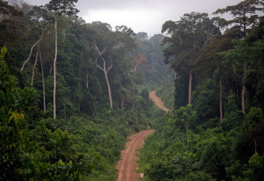 Présentation synthétique des principales données de la filière forêt-bois en Afrique Centrale