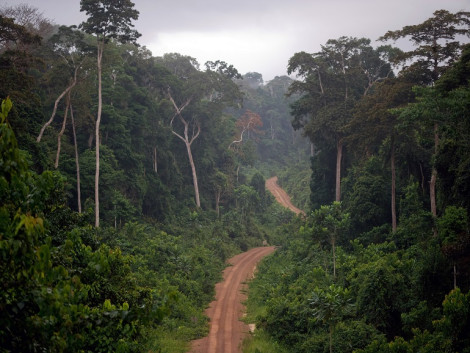 Présentation synthétique des principales données de la filière forêt-bois en Afrique Centrale