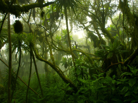 Diminuer la pression actuelle sur les forêts naturelles restantes en créant de nouvelles sources de production de bois 