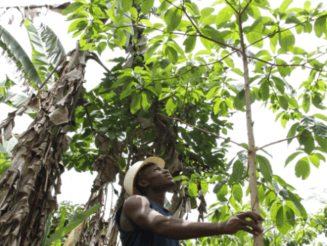 Launch of the UFA-REFOREST project: Cameroonian forestry companies get involved in silviculture!